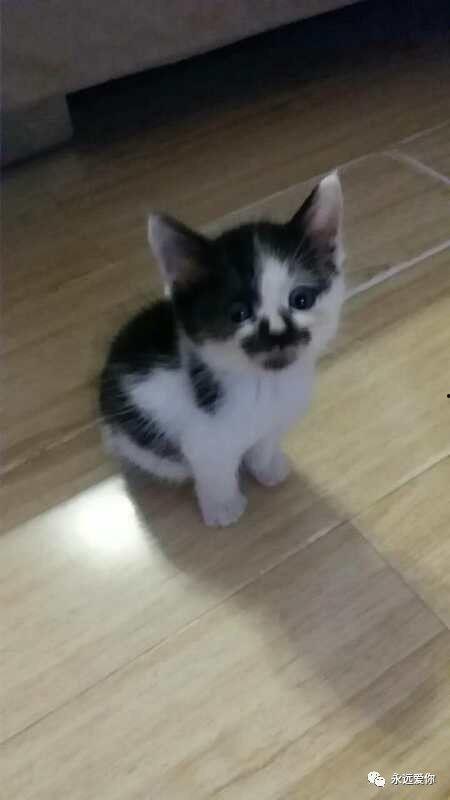 国产小蝴蝶猫咪视频播放,治愈你的心灵时光