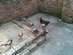 国产土炮生产视频,传统工艺与现代技术的完美融合