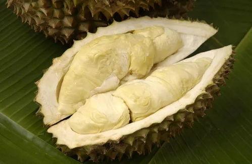 国产榴莲之前视频,视频揭秘国产榴莲的魅力与品质