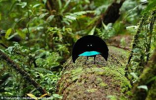 天堂鸟在线视频国产,国产生态纪录片，探寻自然之美